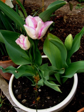 Allotment-tulip-pink1